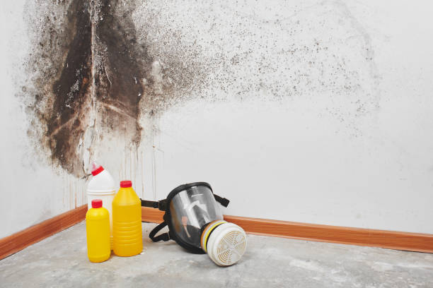 Best Toxic Mold Removal  in Maili, HI