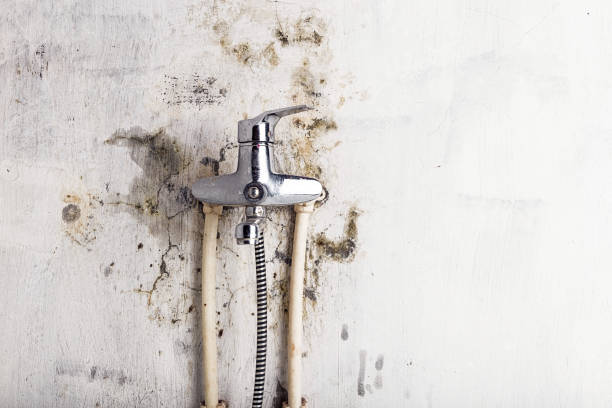 Best Office Mold Removal Services  in Maili, HI