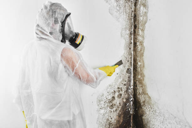Best Commercial Mold Removal  in Maili, HI