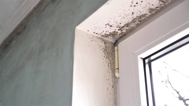 Best Toxic Mold Removal  in Maili, HI