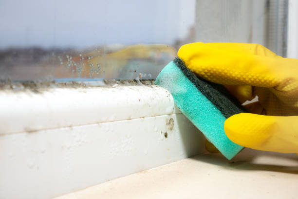 Best Black Mold Removal  in Maili, HI